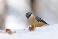 30991 Sitta europaea (Picchio muratore)